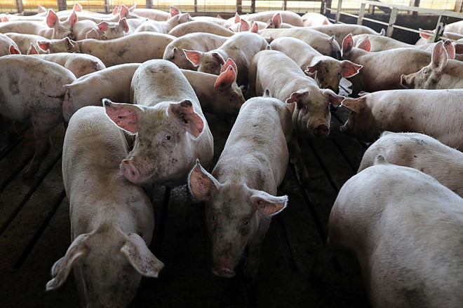  Dịch tả lợn châu Phi ảnh hưởng GDP. Ảnh: Reuters.