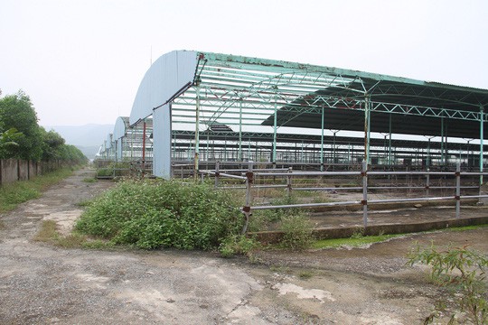 Trang trại chăn nuôi bò của Công ty CP Chăn nuôi Bình Hà tại Hà Tĩnh bị bỏ hoang sau khi được BIDV giải ngân hàng trăm tỉ đồng