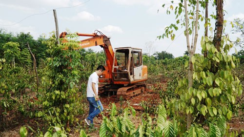 Người trồng lâm cảnh khó khăn khi vườn tiêu, cà phê bị phá bỏ    