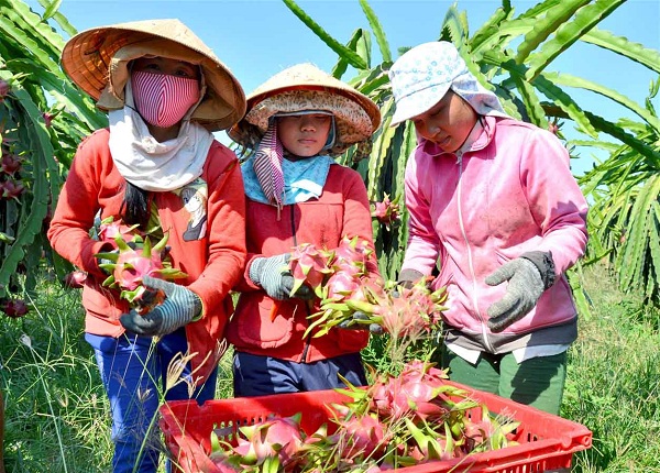 Trung Quốc đã siết các yêu cầu nhập khẩu trái cây từ Việt Nam và một số nước Đông Nam Á từ tháng 5/2018. Tuy nhiên, do cần thời gian chuẩn bị nên Việt Nam yêu cầu dời lại đến tháng 6/2019. “Doanh nghiệp xuất khẩu sẽ được cấp hạn ngạch. Họ phải quy hoạch vùng nguyên liệu đạt chuẩn