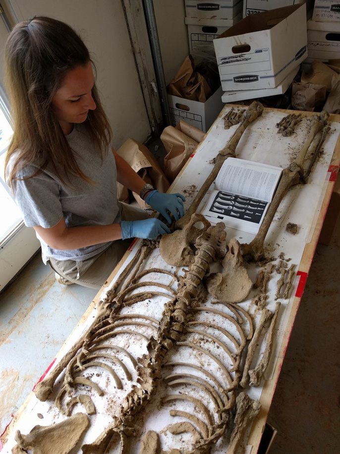 Các nhà khảo cổ phải sắp xếp lại các mẩu xương - Ảnh do nhóm nghiên cứu cung cấp    