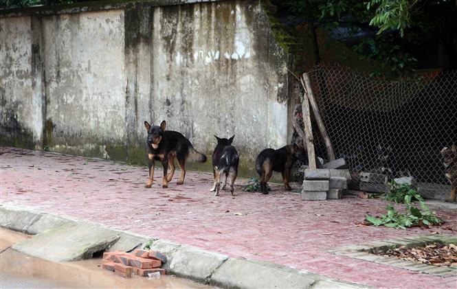 Đàn chó gây nên cái chết của cháu bé 7 tuổi ở thị trấn Lương Bằng, huyện Kim Động (Hưng Yên). Ảnh: TTXVN phát