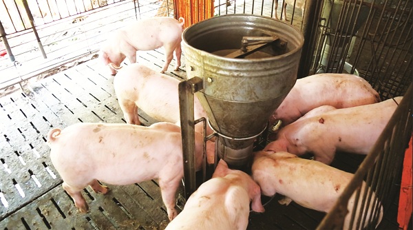 Việc nhập thịt có tác động tiêu cực đến ngành chăn nuôi. (Ảnh: T.H).