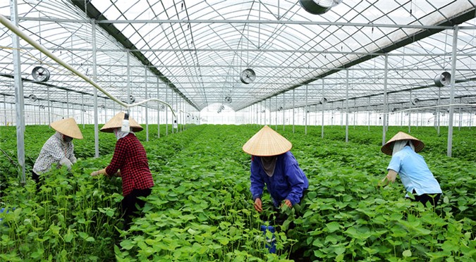 Công nhân Công ty TNHH nông nghiệp công nghệ cao Hồ Gươm Bắc Ninh thu hoạch lá tía tô xanh.    