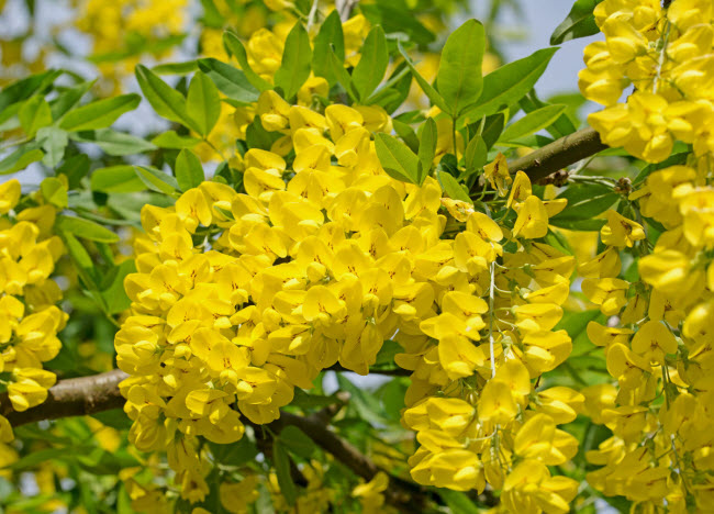 Cây kim tước cũng là một trong những loài thực vật chứa chất độc mà du khách có thể tìm thấy trong khu vườn Poison.    