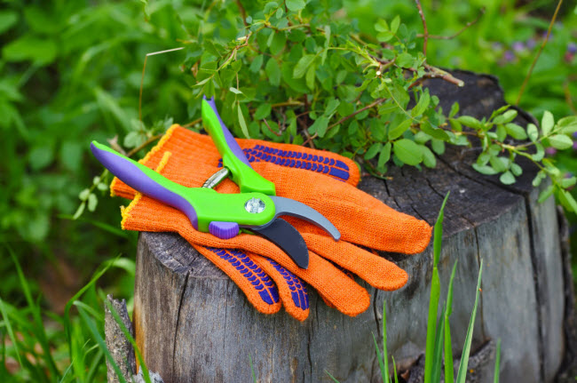 Người làm vườn được huấn luyện đặc biệt để chăm sóc cây. Họ phải đeo găng tay và thậm chí khẩu trang khi chăm sóc một số loại cây nhất định.    