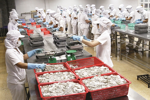 Việt Nam hiện đang nằm trong số 3 quốc gia có số lượng hàng thủy sản bị trả về nhiều nhất tại các thị trường EU, Mỹ, Úc và Nhật. (Ảnh: Kim Ngọc).