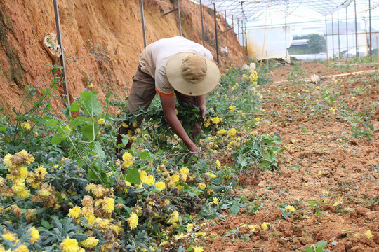 Cây hoa cúc tại TP Đà Lạt, tỉnh Lâm Đồng đang bị dịch bệnh sọc thân đen, người trồng phải nhổ bỏ