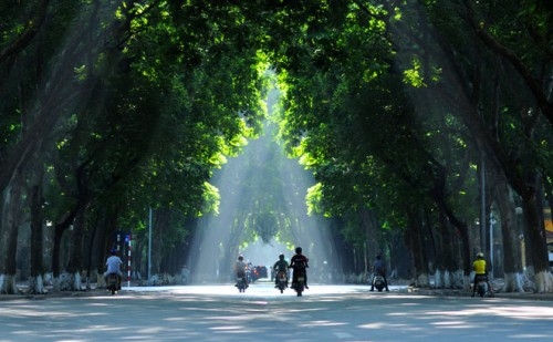 Tăng cường cây xanh ở Hà Nội    