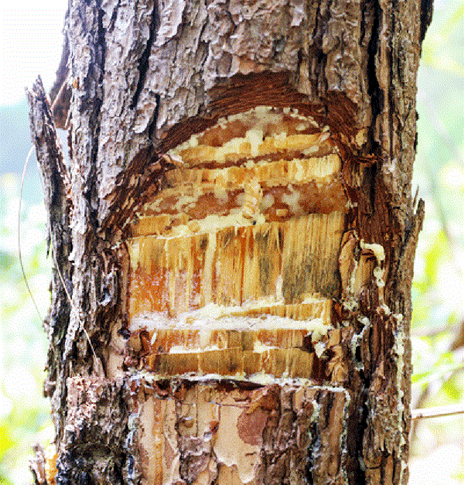 Cạo vỏ trên thân cây thông  