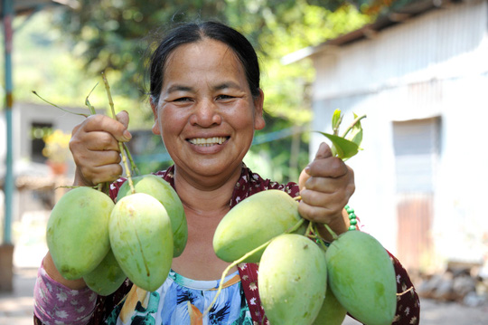 Nhiều bà con nông dân chuyển sang phương thức canh tác mới nhằm nâng chất lượng trái xoài Ảnh: NGỌC TRINH    