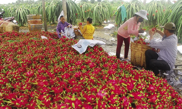 Thanh long là loại trái cây đầu tiên của Việt Nam được xuất khẩu vào Mỹ và đang ngày càng giữ vị thế.