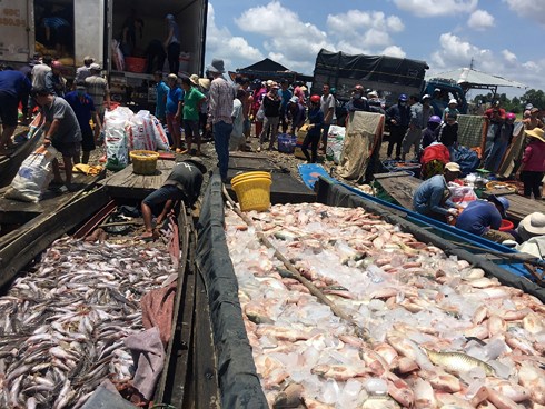 Gần 1.000 tấn cá bè trên sông La Ngà chết trắng, phủ kín mặt sông.  