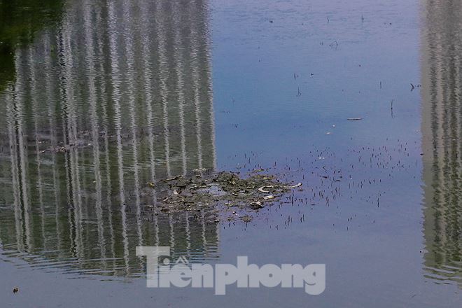 Vị này cũng cho biết, để bổ sung mực nước hồ, UBND quận Thanh Xuân đã chủ động phối hợp với Sở TN&MT thống nhất và trình UBND TP xin chủ trương khoan giếng để bổ cập nguồn nước.   