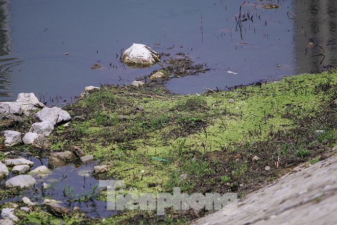 Cỏ mọc xanh rờn, um tùm, cùng với đó là nhiều rác thải nổi lềnh bềnh trên mặt hồ.  