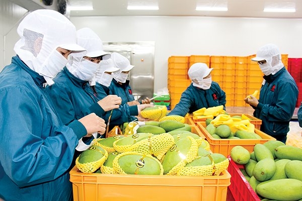 Thị trường Trung Quốc ngày càng khắt khe hơn với trái cây nhập khẩu của Việt Nam. Ảnh: Thesaigontimes.vn  