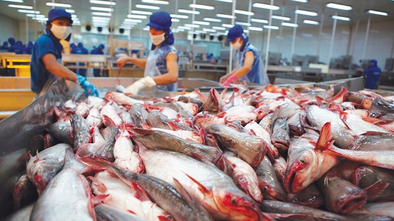 Xuất khẩu cá tra Việt dự báo sắp tới sẽ giảm nhẹ.