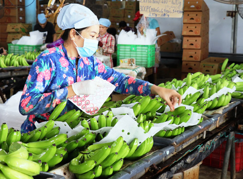   Được đánh giá là ngon hơn chuối Hàn Quốc nhưng chuối Việt Nam vẫn khó xuất khẩu sang thị trường này do thiếu thương hiệu. Ảnh: I.T    