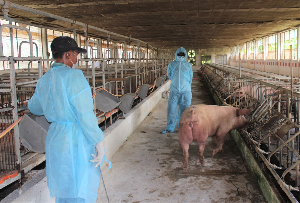 Dịch tả lợn châu Phi làm tan hoang một trang trại ở Bạc Liêu. Ảnh: NLĐ.    