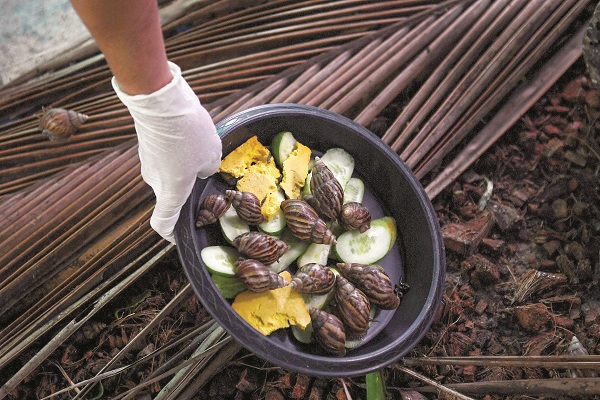 Thức ăn cho ốc sên tại các trang trại ở Nakhon Nayok là bí đỏ và dưa leo. (Ảnh: AFP).