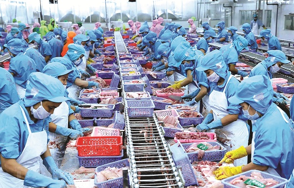 Việt Nam liên tục bị cảnh báo và trả các lô hàng thủy sản từ EU do kém chất lượng.
