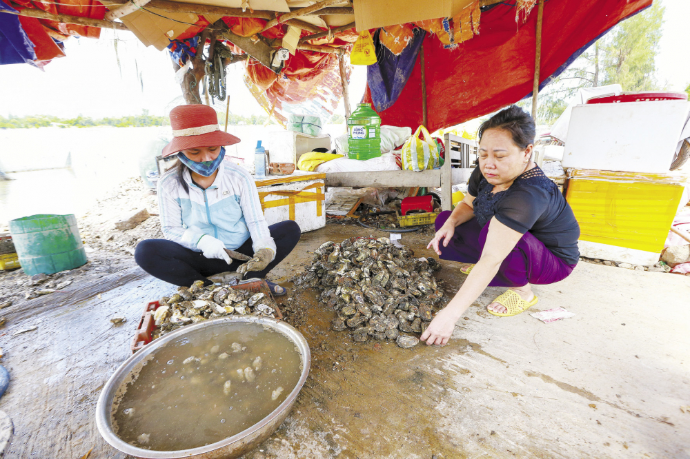 Tách hàu ở trên bờ...