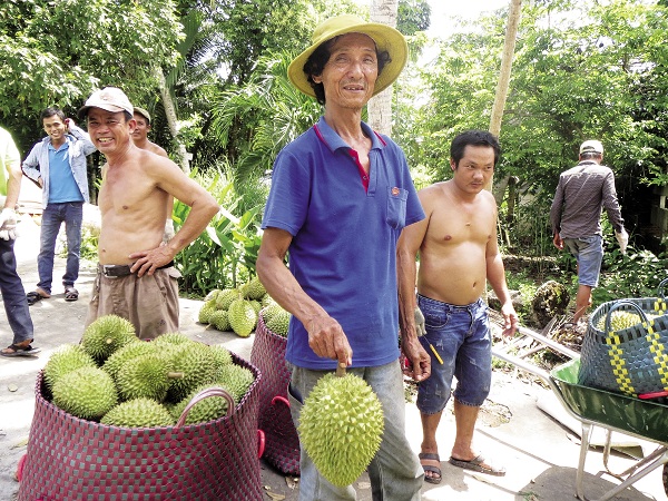 Cù lao Dài là nơi trồng rất nhiều sầu riêng có giá trị kinh tế.