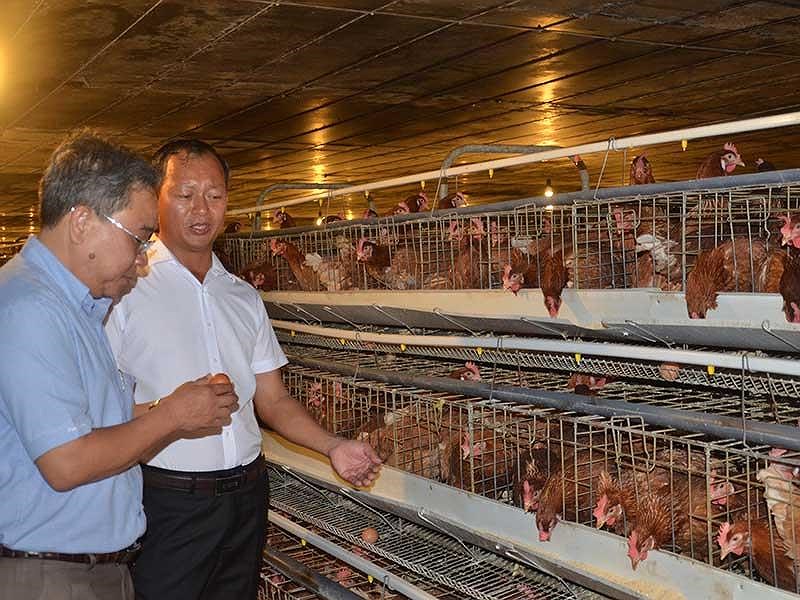 Đùi gà, cánh gà, chân gà… ngoại nhập ồ ạt khiến ngành chăn nuôi Việt Nam lao đao. Ảnh: TÚ UYÊN