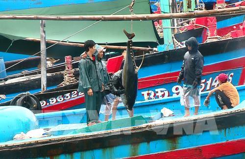 Cá ngừ đại dương được thu mua tại cảng cá Tam Quan, huyện Hoài Nhơn, tỉnh Bình Định. Ảnh: Nguyên Linh-TTXVN