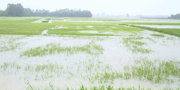 Nhiều diện tích lúa ở Nghệ An bị ngập trong nước. (Ảnh: Tá Chuyên/TTXVN)
