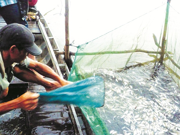 Đánh bắt cá linh mùa nước nổi tại kinh Vĩnh Tế cách nay 5 năm.