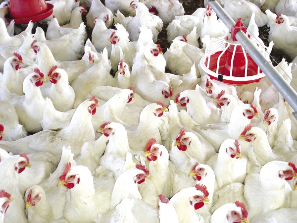 Giá gà công nghiệp gà lông trắng ở nhiều tỉnh vùng Đông Nam bộ vào đầu tháng 9/2019 chỉ còn 11.000-13.000 đồng/kg, rẻ hơn rau.