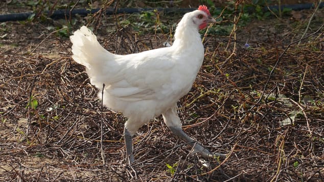 Gà Bresse là giống gà quốc bảo của nước Pháp. (Ảnh: CNN)