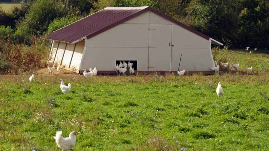 Quy định về chuồng trại nuôi gà Bresse rất nghiêm ngặt. (Ảnh: CNN)