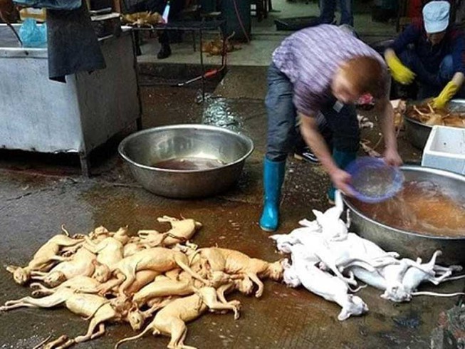 Thịt chó được giết mổ, bày bán tràn lan, mất vệ sinh ở các chợ. Ảnh: Ban quản lý An toàn thực phẩm TP.HCM cung cấp.