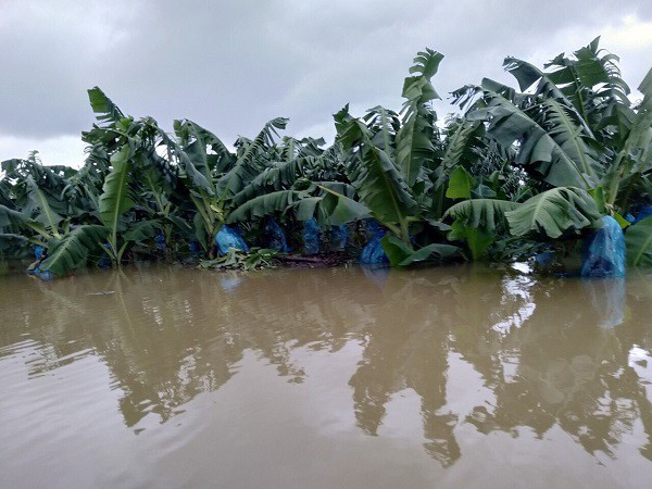 1.200 ha chuối của HAGL Agrico ở Lào bị ngập lụt đầu tháng 9. Ảnh: HAGL.