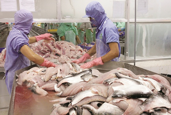 Việc Mỹ công nhận tương đương hệ thống kiểm soát ATTP cá da trơn của Việt Nam xuất khẩu sang Mỹ là động lực quan trọng thúc đẩy phát triển ngành cá tra bền vững trong thời gian tới. (Ảnh: Internet).    