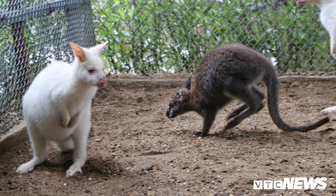 “Giống chuột túi wallaby được nhập từ Hà Lan năm 2018, sau đó đưa về trang trại chăm sóc, nuôi sinh sản thành công”, anh Giáp cho biết.
