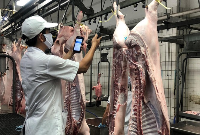 Nguồn thịt lợn cung cấp ra thị trường hiện nay chủ yếu từ các công ty chăn nuôi lớn