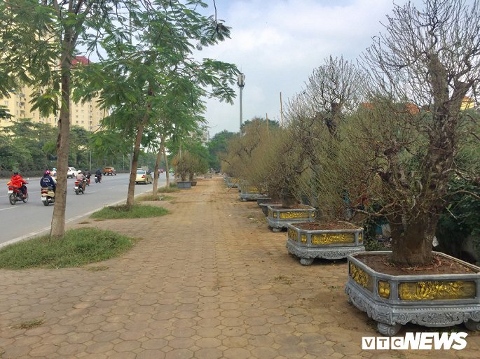 Trên các tuyến đường Võ Chí Công, Lạc Long Quân (quận Tây Hồ, Hà Nội), vài ngày gần đây bất ngờ xuất hiện hàng trăm cây đào thế dạng 