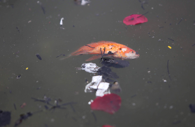 Việc thả tro hương gây ô nhiễm hồ khiến cá chép vừa thả đã chết nổi khắp mặt hồ.