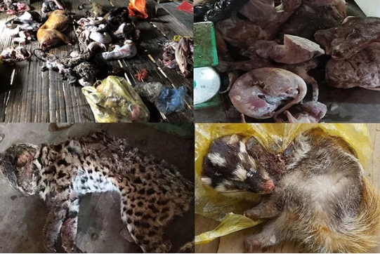 Nhiều cá thể động vật hoang dã, quý hiếm bị phát hiện, tạm giữ ngày 26-2 vừa qua tại Thanh Hóa.