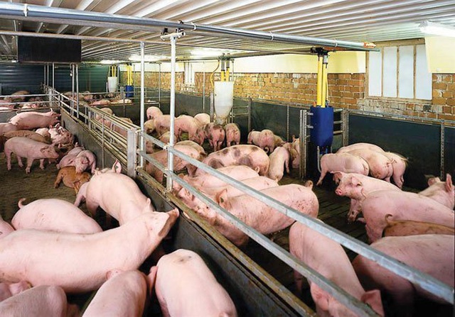 Cổ phiếu ngành chăn nuôi được cho là hưởng lợi trong bối cảnh giá thịt lợn tăng cao (ảnh: MLS)