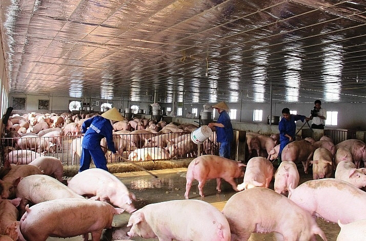 Những doanh nghiệp tên tuổi lớn như Dabaco, Hòa Phát, Mitraco hay Dolico…lãi đậm nhờ giá thịt lợn tăng cao trong 3 tháng đầu năm. (Ảnh minh họa)