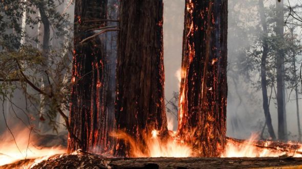 Tại công viên bang Big Basin, ngọn lửa thiêu đốt nhiều cây gỗ đỏ có tuổi đời lên đến 2.000 năm. Ảnh: Getty Images.  