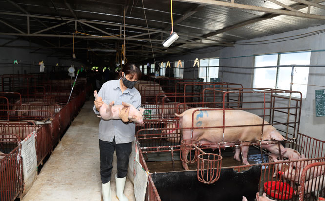 Các địa phương cần đẩy mạnh tái đàn lợn để góp phần kiềm chế lạm phát. Trong ảnh: Kiểm tra lợn giống tại một trại chăn nuôi theo tiêu chuẩn VietGap ở xã Nguyên Khê (huyện Đông Anh). Ảnh: Đỗ Tâm