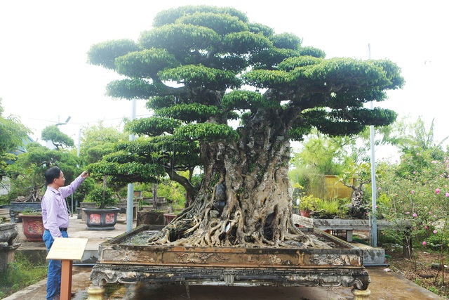 Gốc của cây “Tiên lão giáng trần” có tên “Thiên địa nhân hội tụ”. Hiện phần gốc do anh Mai Văn Tám sở hữu