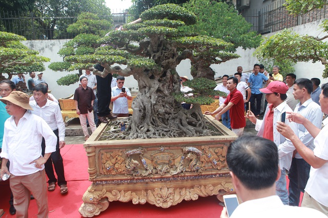 Tác phẩm sanh cổ nằm tại vườn nhà anh Nguyễn Văn Chí, hàng ngày có rất nhiều nghệ nhân, người yêu cây đến ngắm, chiêm ngưỡng, chụp ảnh