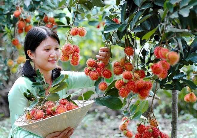 Dịch bệnh COVID-19 còn diễn biến phức tạp nhưng nhiều loại nông sản, trái cây tại Đồng bằng sông Cửu Long tăng giá. Ảnh CTV