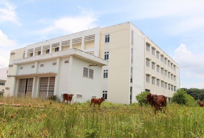 Người dân thả bò trong công trình Bệnh viện Lao, phổi Bình Dương bị bỏ hoang. Ảnh: H.C  